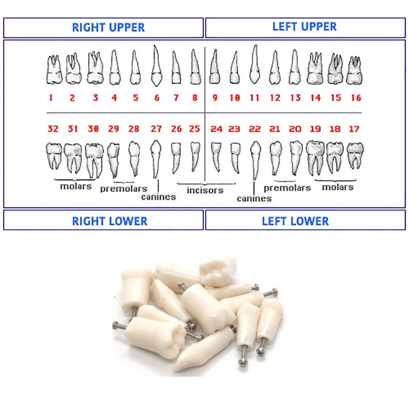 Ivorine Teeth for TYPODONT 860-5 Pack of Tooth # (#4)