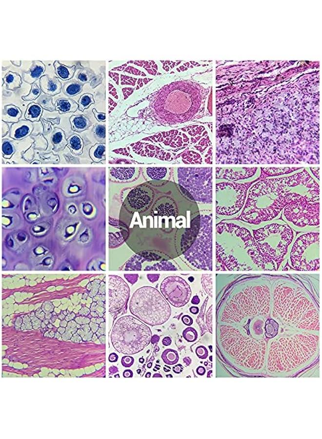 Arabest 60 Microscope Slides Featuring Specimens for Children and Adults, Microbiology Slides for Kids and Adults  - Image 5