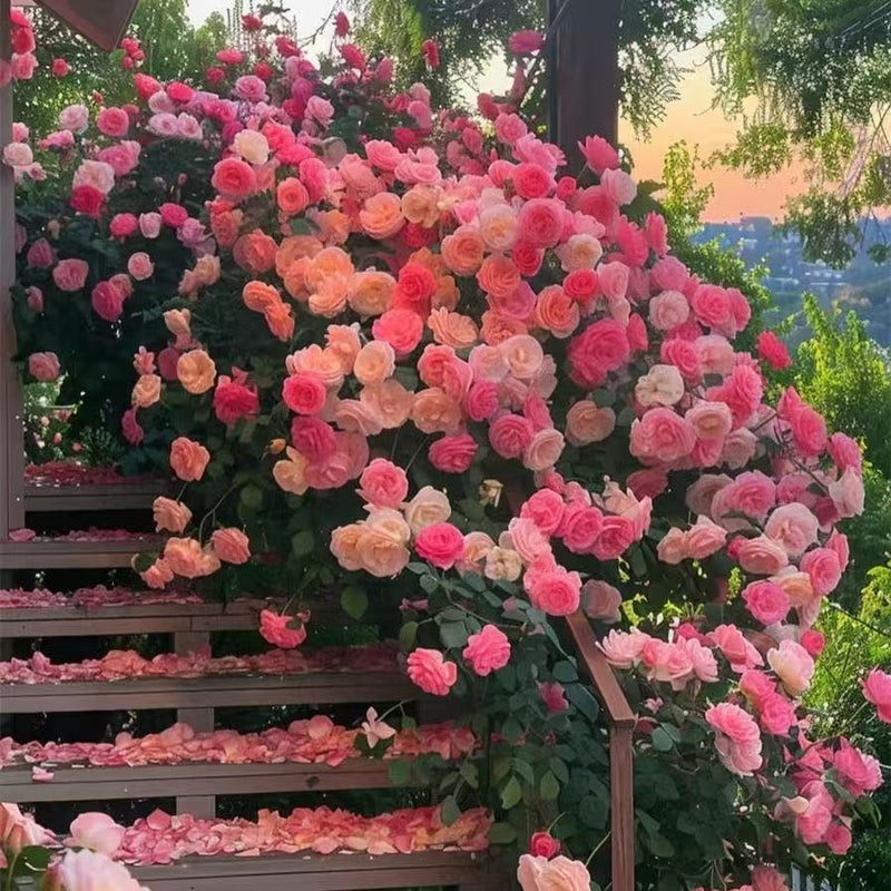 Wholesale Climbing Rose Seeds, Annual Blooming, Home Garden - Image 2