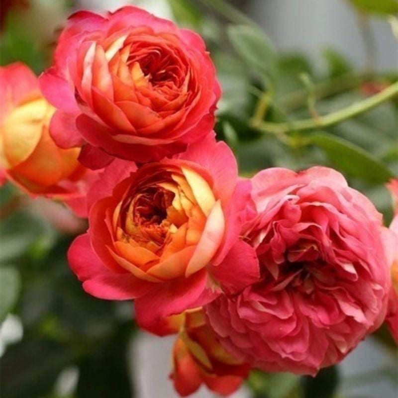 Wholesale Climbing Rose Seeds, Annual Blooming, Home Garden - Image 1