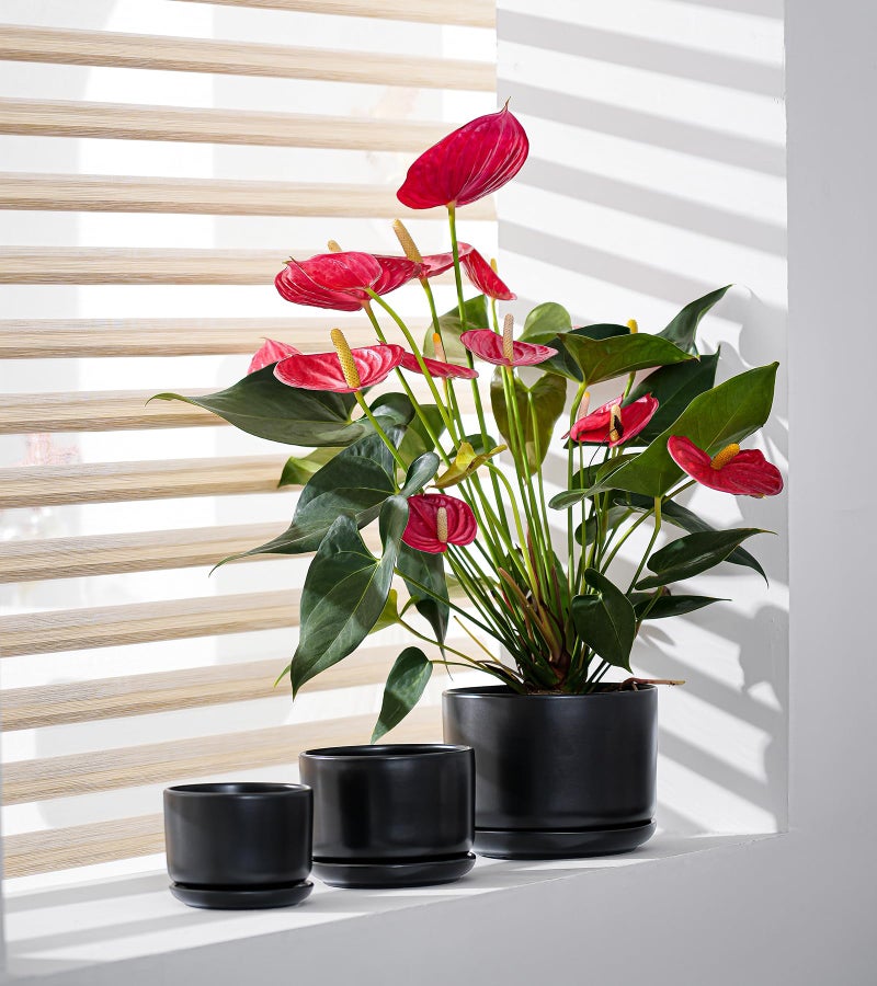 Ton Sin Plant Pots, 4.1+5.1+6.5 inch, Set of 3, Ceramic Planters with Drainage Hole and Saucer, Indoor Flower Pot Gifts for Momï¼ˆMatte Blackï¼‰ - Image 3