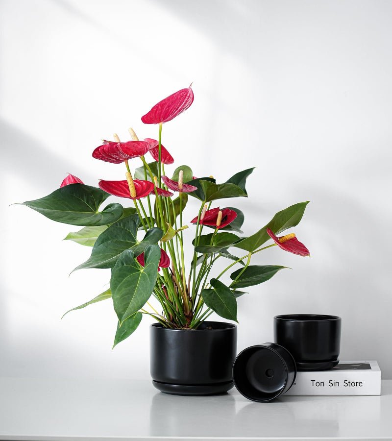 Ton Sin Plant Pots, 4.1+5.1+6.5 inch, Set of 3, Ceramic Planters with Drainage Hole and Saucer, Indoor Flower Pot Gifts for Momï¼ˆMatte Blackï¼‰ - Image 5
