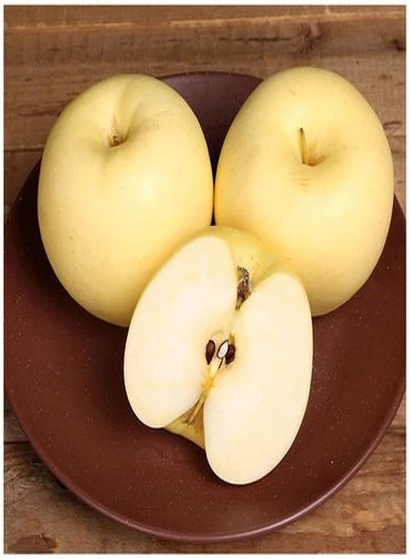 GGOOT 50Pcs Apple Seeds Attractive Sweet Fruit Smell with Golden Yellow Peel Exotic Special Variety Planting in Family Yard Harvesting Throughout The Year - Image 2