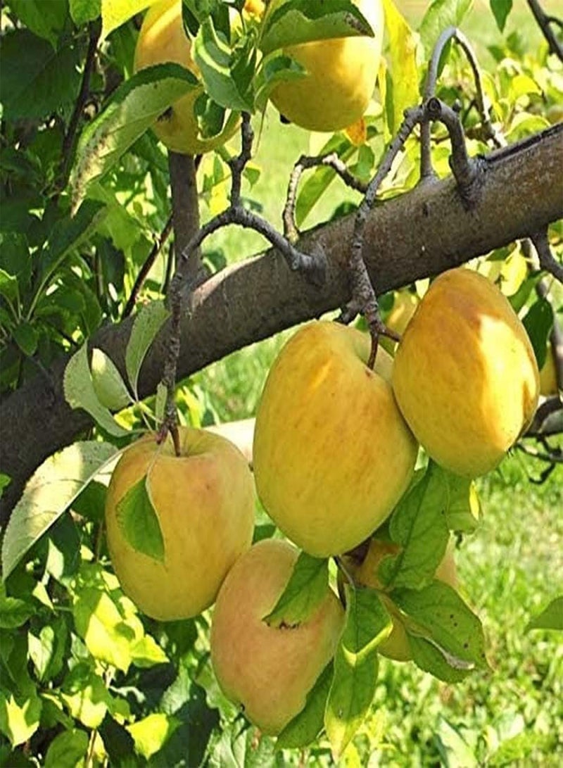 GGOOT 50Pcs Apple Seeds Attractive Sweet Fruit Smell with Golden Yellow Peel Exotic Special Variety Planting in Family Yard Harvesting Throughout The Year - Image 1