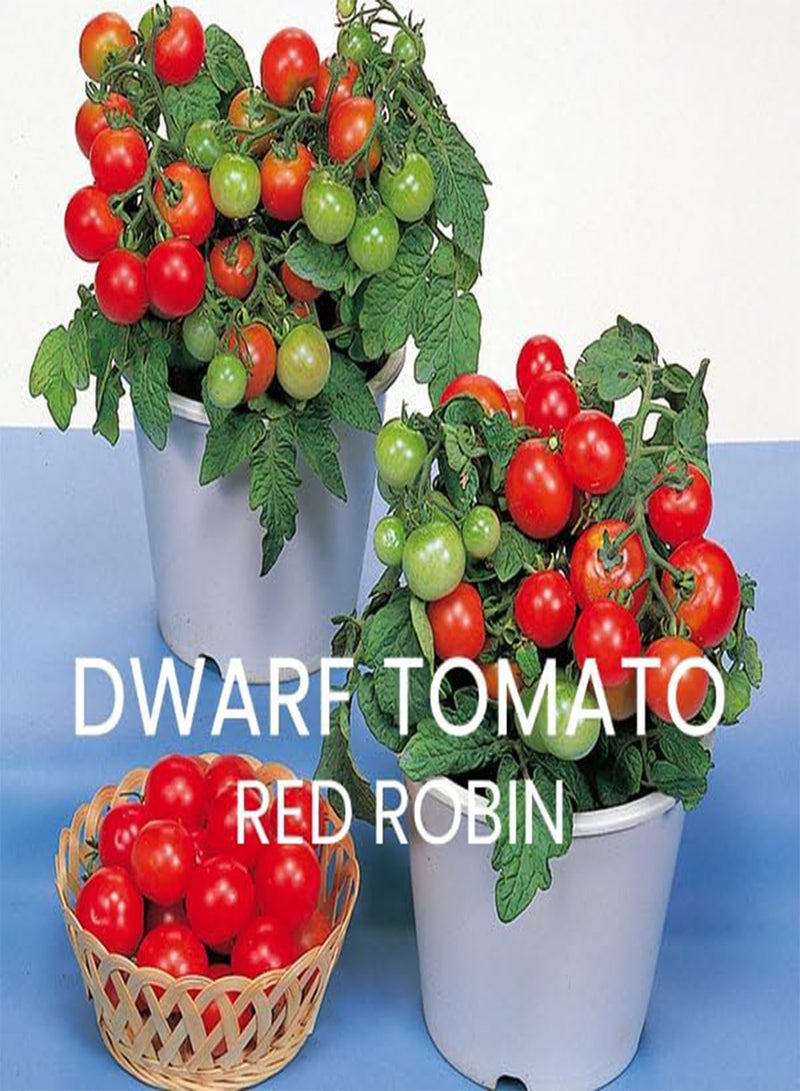 GGOOT Tomato Seed Speciality Multi Pack Kit - 4 Heirloom Varieties for Home Growing Patio/Terrace Tomatoes - Image 2