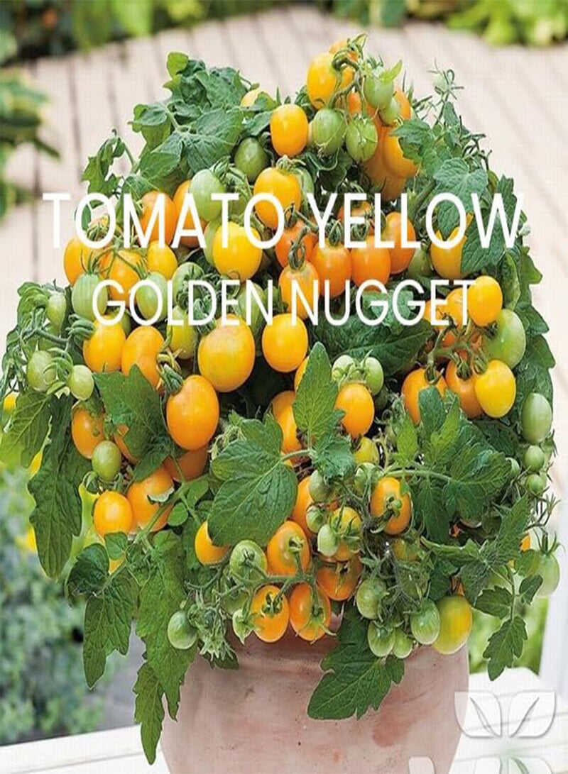 GGOOT Tomato Seed Speciality Multi Pack Kit - 4 Heirloom Varieties for Home Growing Patio/Terrace Tomatoes - Image 3