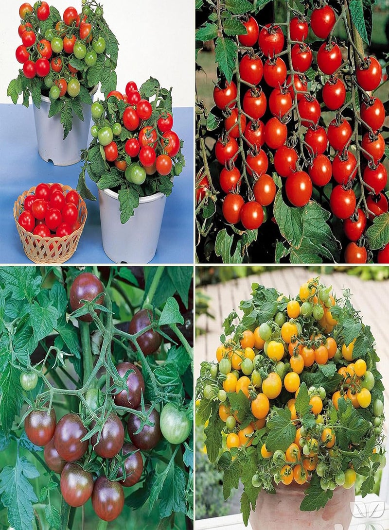GGOOT Tomato Seed Speciality Multi Pack Kit - 4 Heirloom Varieties for Home Growing Patio/Terrace Tomatoes - Image 1
