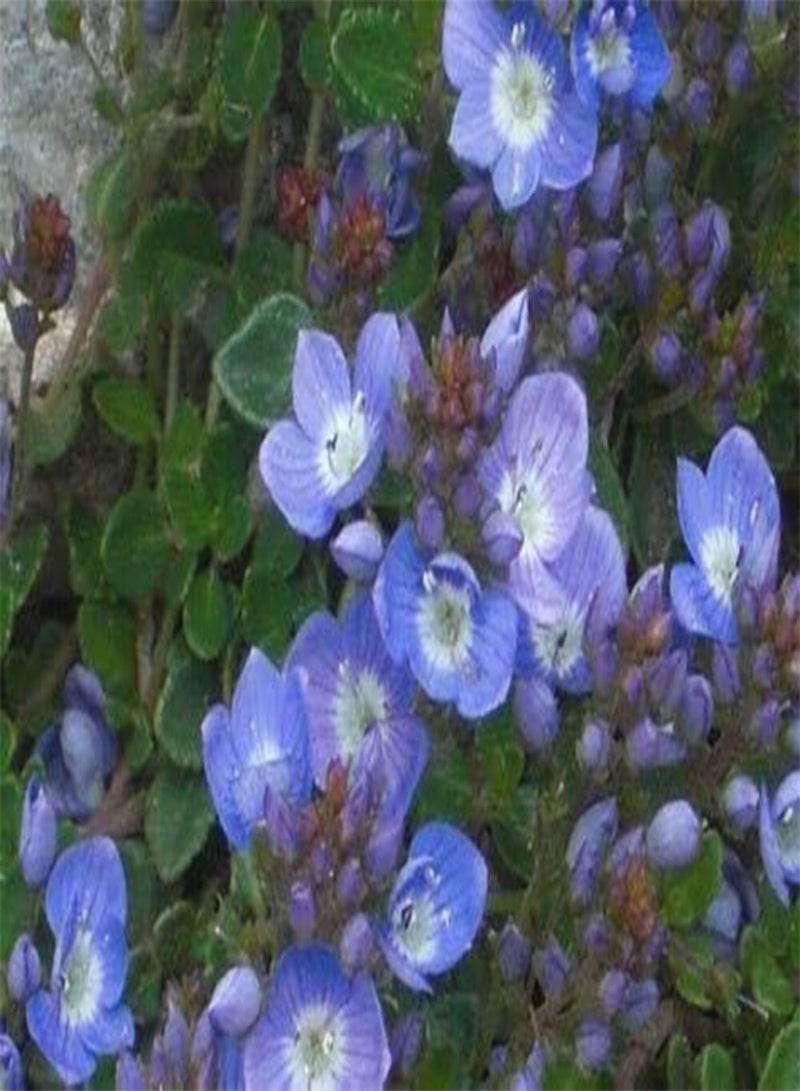 جي جوت 50 بذرة من زهرة سبيدويل الزاحفة الزرقاء - Image 2