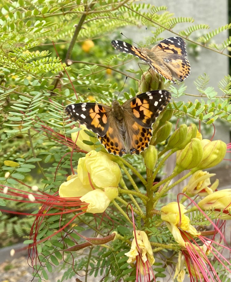 Insect Lore Butterfly Garden with Live Cup of Caterpillars | English and Spanish STEM Activity Journals | 5 Painted Lady Butterfly Baby Caterpillars and Mesh Habitat - Image 5