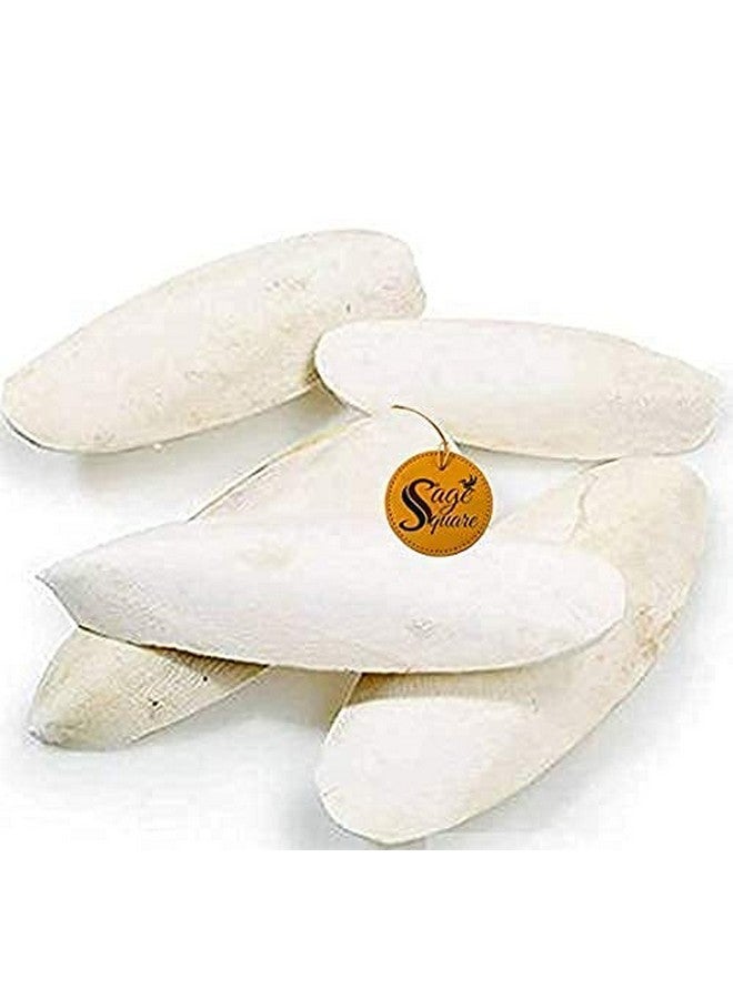 سايج سكوير سمك الحبار الطبيعي الغني بالكالسيوم للسلاحف (300 جرام) - Image 2