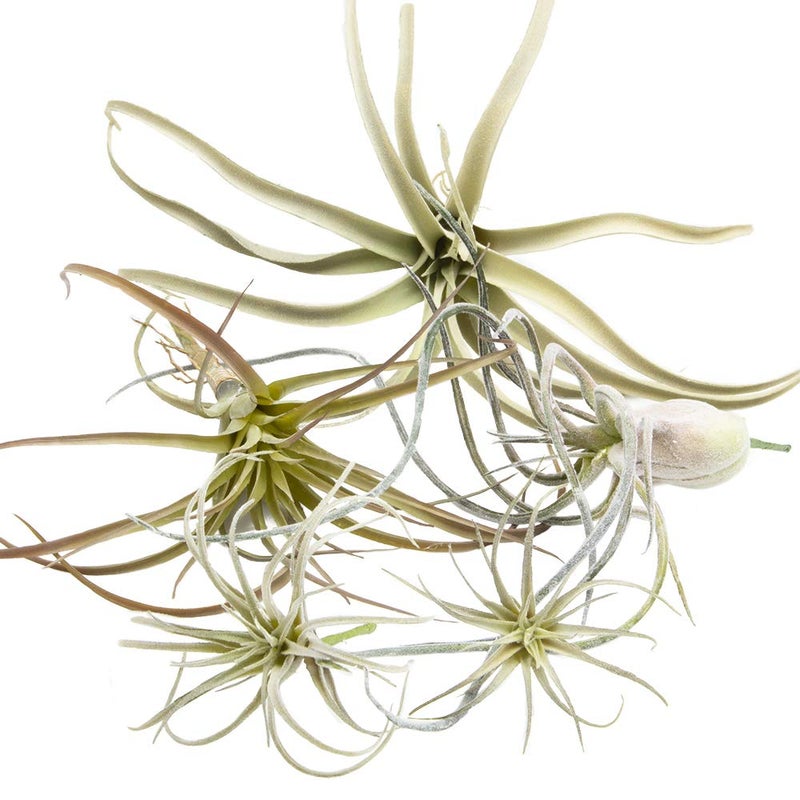 CHIVE Artificial Air Plants - Bulk Set of 5  Medium - Ultra Realistic Fake Tillandsia Bromeliad Plants - Decorative Faux Succulents for Home & Office Decor - No Care Needed! - Image 1