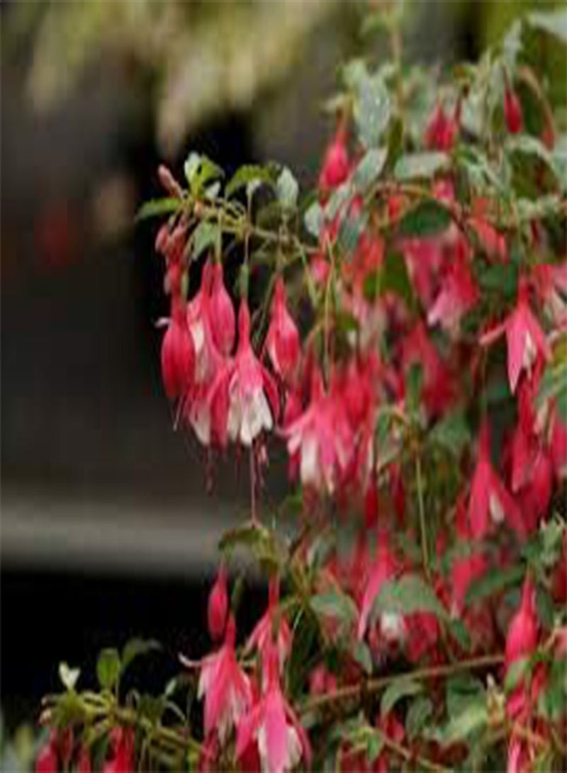 جي جوت بذور طازجة 50 قطعة من بذور زهرة الفوشيا المختلطة سهلة النمو باللون الوردي 1