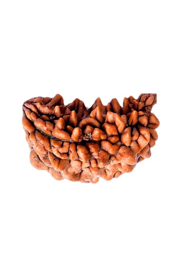 REBUY REBUY 1 Mukhi Rudraksha Bead Lab Certified Original Ek Mukhi Rudraksha for Men and Women, Origin Indian, Color Brown - Image 1