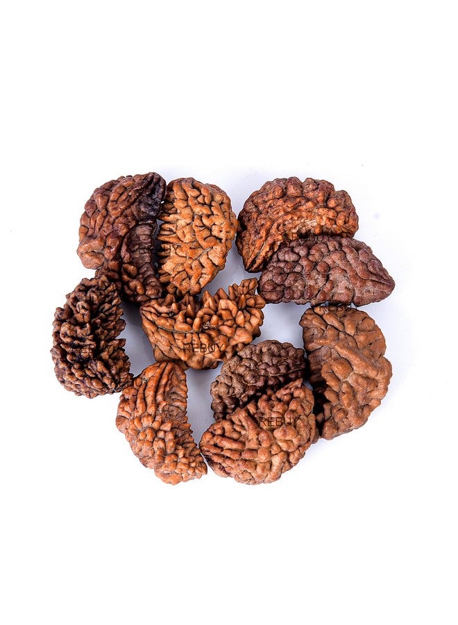REBUY REBUY 1 Mukhi Rudraksha Bead Lab Certified Original Ek Mukhi Rudraksha for Men and Women, Origin Indian, Color Brown - Image 2