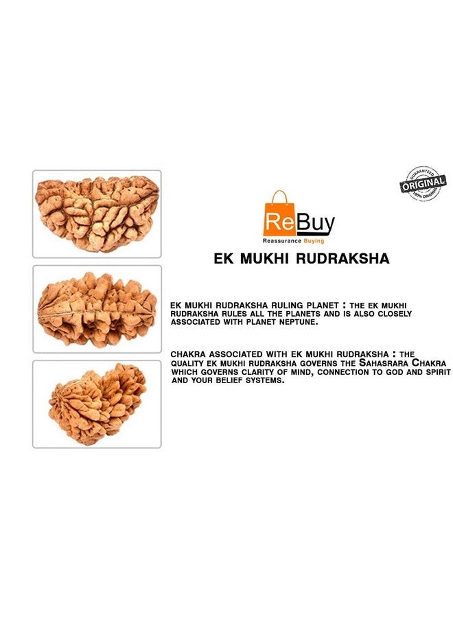 REBUY REBUY 1 Mukhi Rudraksha Bead Lab Certified Original Ek Mukhi Rudraksha for Men and Women, Origin Indian, Color Brown - Image 3