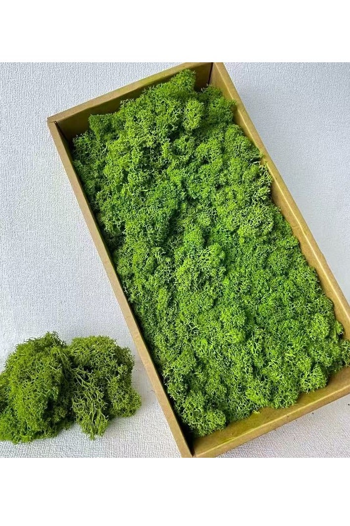 RYK-Natural Preserved Dried Reindeer Lichen Moss， Handmade, elegant moss wall decoration - zero maintenance, perfect for home, office, and wedding venues - Image 1
