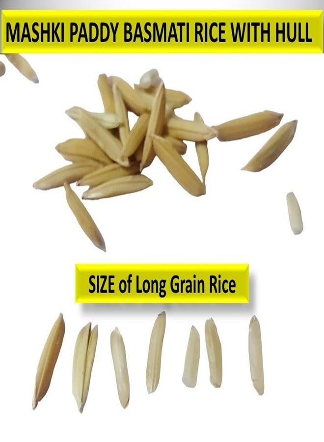 MASHKI Raw Basmatirice Paddy for Birds Food All Life Stage Birds Nellu Large Size Vadlu for Bird Seed (2 KG),All Life Stages - Image 5