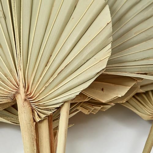 JOYNAGAR Dried Palm Leaves Spear with Stem for Decoration | 5 Pcs Set | Boho Flowers Decor | 15-18 Inch | Palm Fan Leaf with Stem | Dry Flowers Home Decor, Weeding, Party (Natural Brown) - Image 5