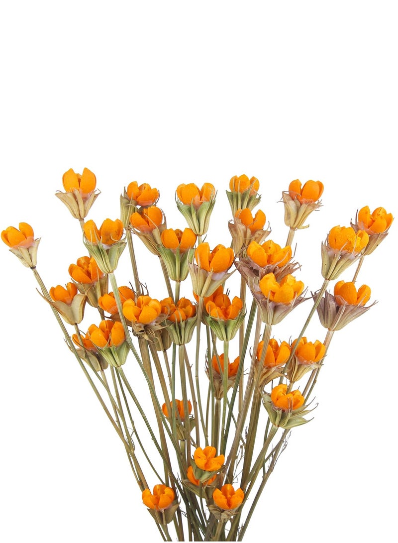 KASTWAVE 2 Pcs Natural Craspedia Billy Balls Dried Flowers Bouquet - Artificial Pistachio Orange Floral Arrangements for Home Farmhouse Table Vase Filler Party and Fall Decor - Image 1