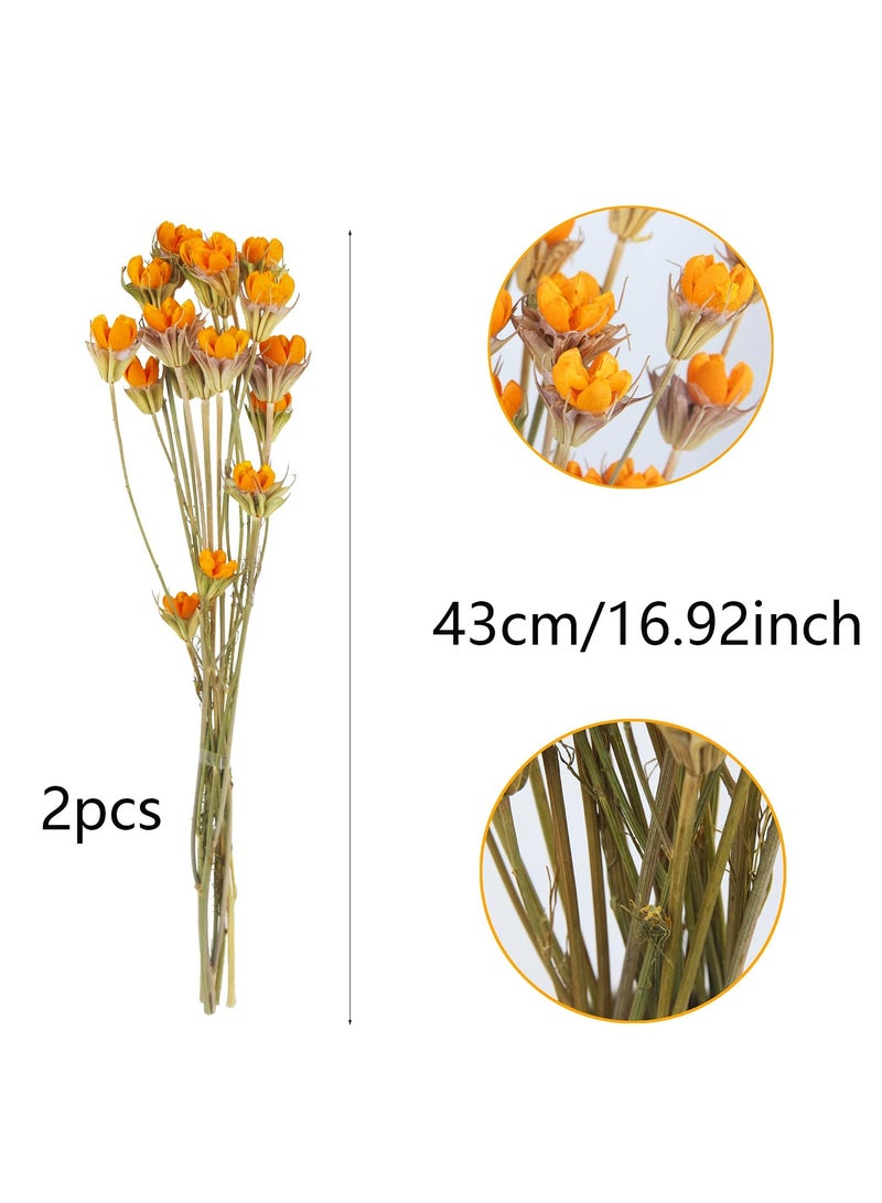 KASTWAVE 2 Pcs Natural Craspedia Billy Balls Dried Flowers Bouquet - Artificial Pistachio Orange Floral Arrangements for Home Farmhouse Table Vase Filler Party and Fall Decor - Image 2