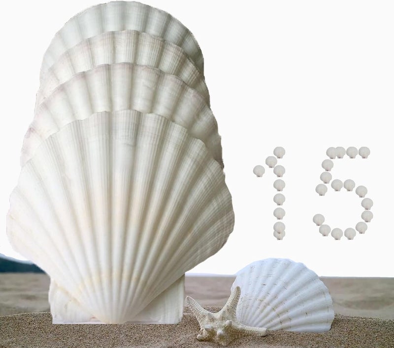 CROSSBODY 15Pcs Scallop Shells(3.1-4 Inch),Sea Shell for Crafts Decoration Crafting，Beach White Large Small Bulk Seashells for Kids Crafting,Craft Clam Shells Plates for Decorating/Baking (3-4Inch) - Image 1