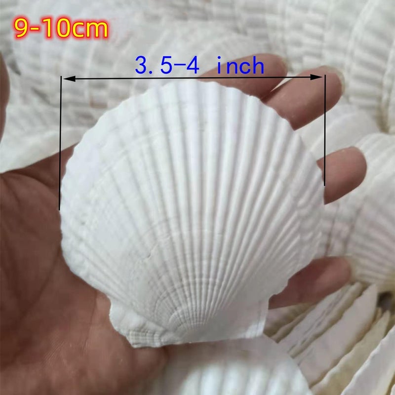 CROSSBODY 15Pcs Scallop Shells(3.1-4 Inch),Sea Shell for Crafts Decoration Crafting，Beach White Large Small Bulk Seashells for Kids Crafting,Craft Clam Shells Plates for Decorating/Baking (3-4Inch) - Image 3