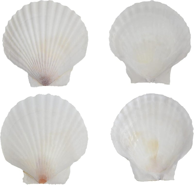 CROSSBODY 15Pcs Scallop Shells(3.1-4 Inch),Sea Shell for Crafts Decoration Crafting，Beach White Large Small Bulk Seashells for Kids Crafting,Craft Clam Shells Plates for Decorating/Baking (3-4Inch) - Image 4