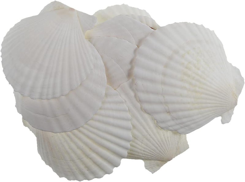 CROSSBODY 15Pcs Scallop Shells(3.1-4 Inch),Sea Shell for Crafts Decoration Crafting，Beach White Large Small Bulk Seashells for Kids Crafting,Craft Clam Shells Plates for Decorating/Baking (3-4Inch) - Image 2