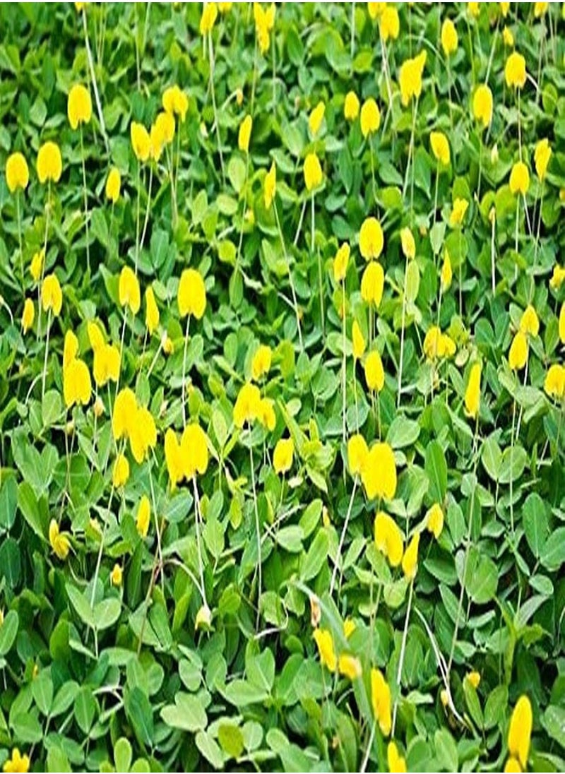 20Pcs Peanut Seeds Harvest Crops for Garden Horticulture Planting Non-GMO Vegetable Nut Plants