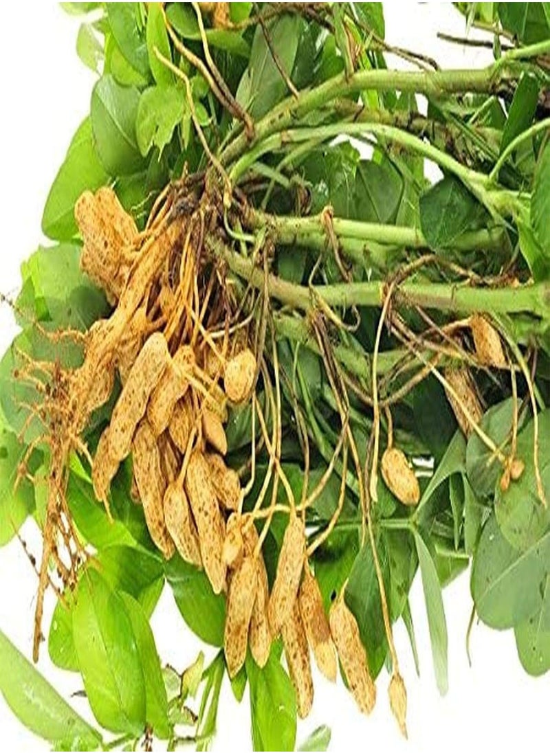 20Pcs Peanut Seeds Harvest Crops for Garden Horticulture Planting Non-GMO Vegetable Nut Plants