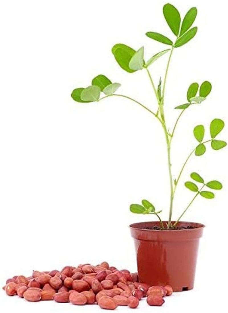 20Pcs Peanut Seeds Harvest Crops for Garden Horticulture Planting Non-GMO Vegetable Nut Plants