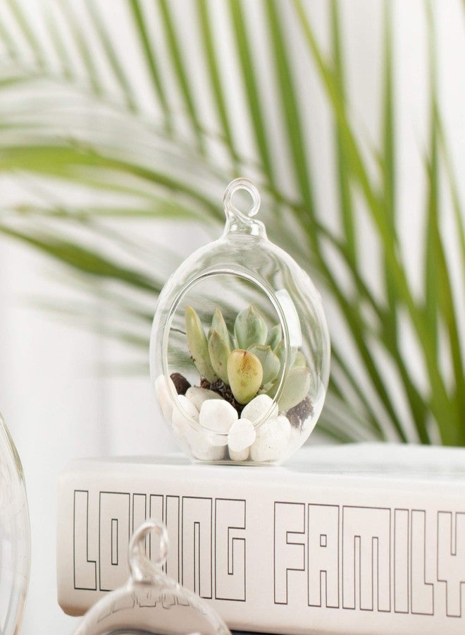 WGV International WGV Hanging Terrarium Globe Bulk, Width 2.25", Height 2.75", DIY Air Succulent Planter, Clear Glass Vase Orb with Flat Bottom, Candle Holder for Windowsill Outdoor Garden Decor, 12 Pieces - Image 5