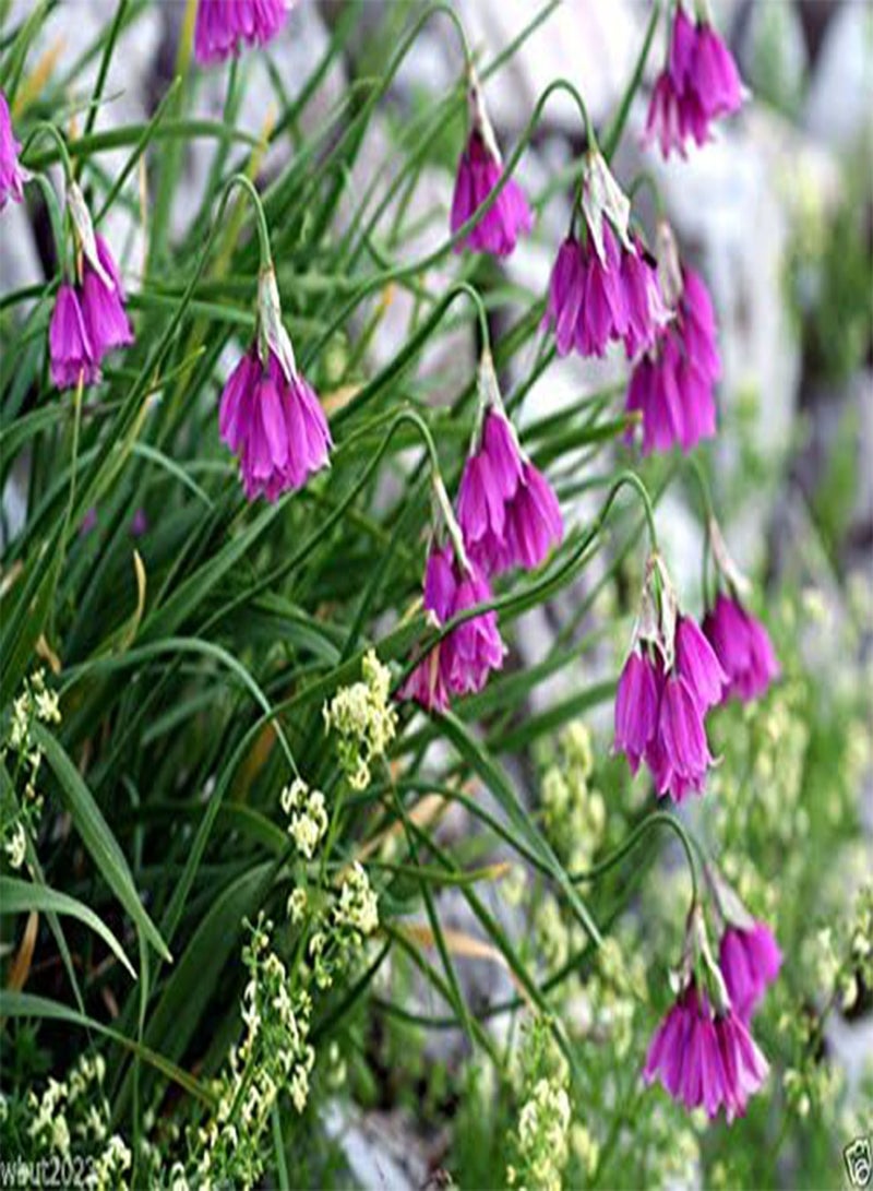 جي جوت بذور البصل المظلي (Allium insubricum) بصل زينة. نادر