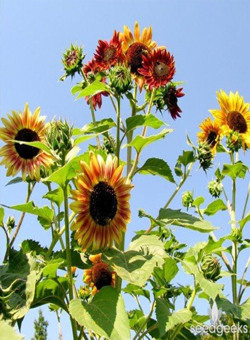 GGOOT Sunflower - Autumn Beauty - 750 Finest Organic - Bulk - Image 2