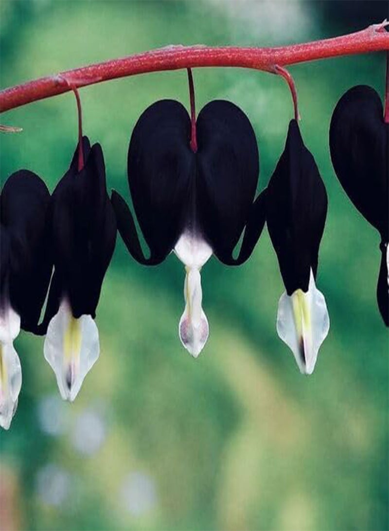 GGOOT 25pcs Fresh Black Bleeding Heart Flower Seeds - Image 1