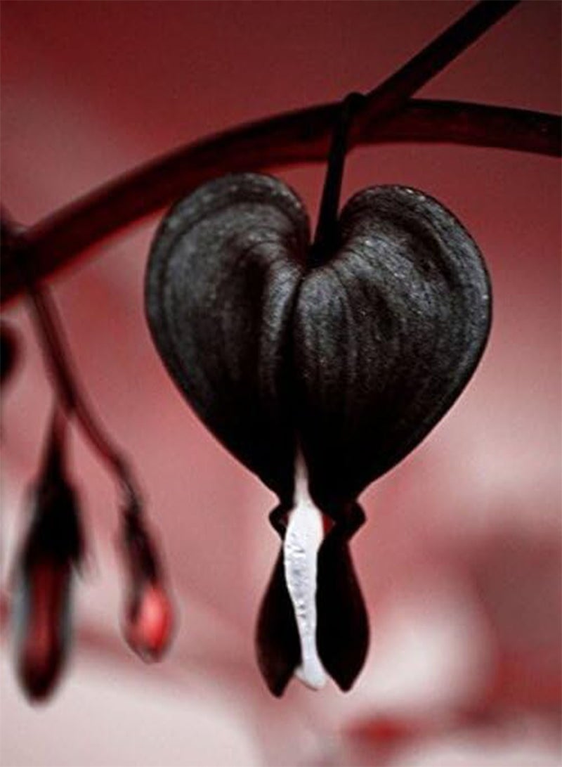 GGOOT 25pcs Fresh Black Bleeding Heart Flower Seeds - Image 2