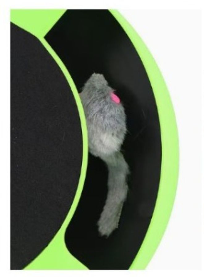 هوايانج لعبة الإمساك بالفأر ومطاردة حركته أخضر أسود - Image 3