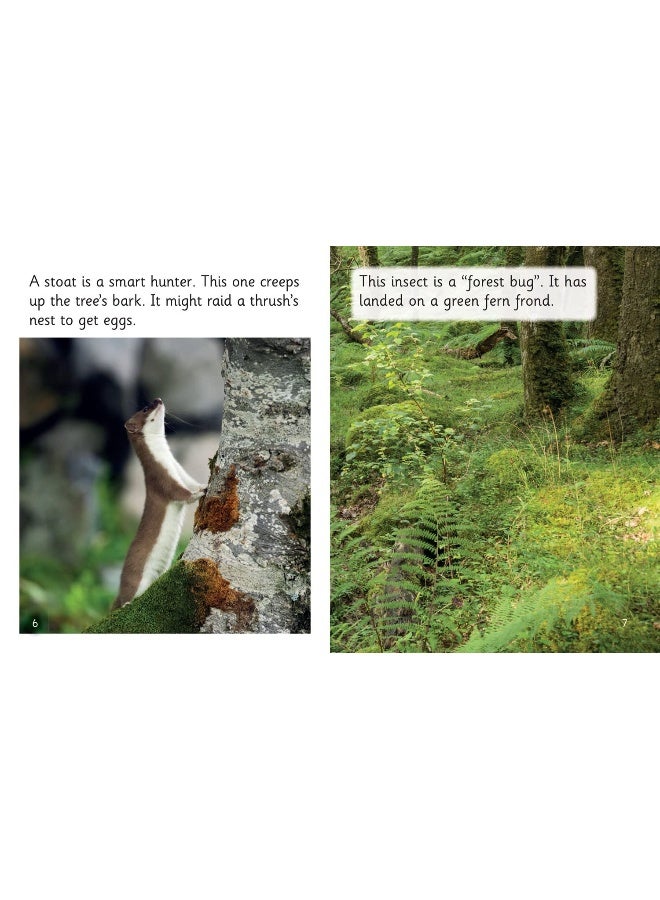 Looking in the Forest: Phase 4 Set 2 Stretch and challenge  - Image 3