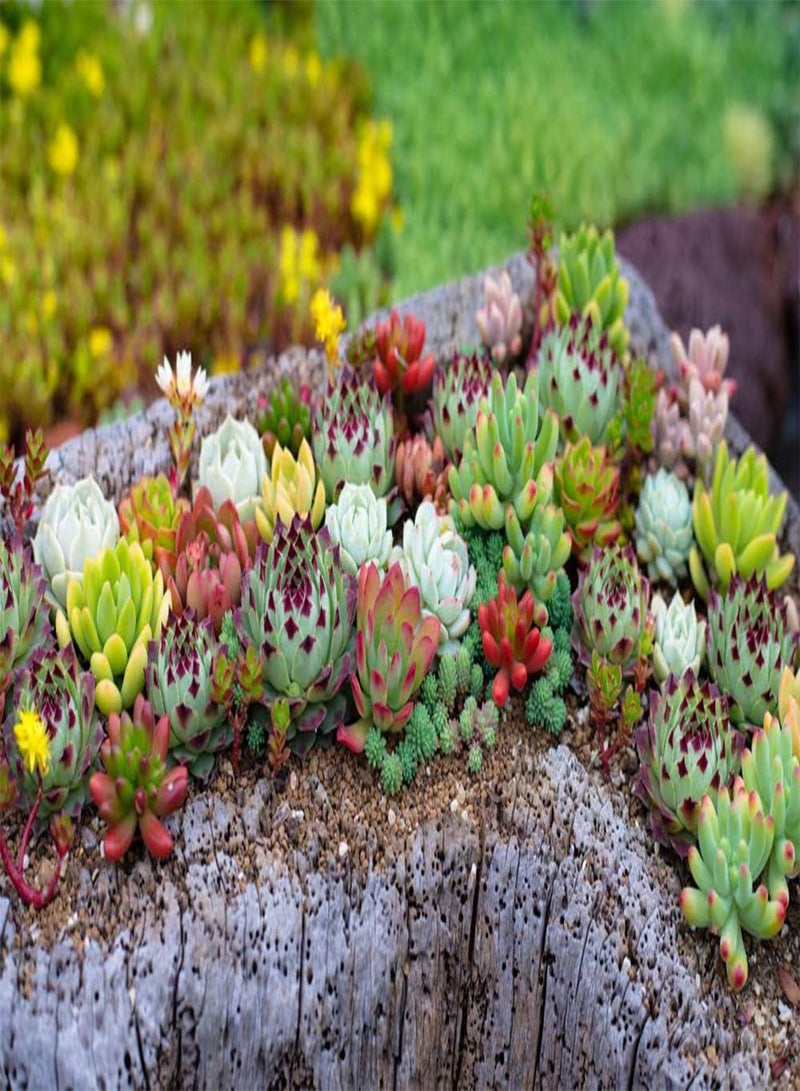 GGOOT Sempervivum Species Mixed - Sempervivum tectorum Cacti & Succulents Seeds, Also Known as Houseleek/Hen and Chick Home Garden Planting by Heavy Torch, 50 Seeds