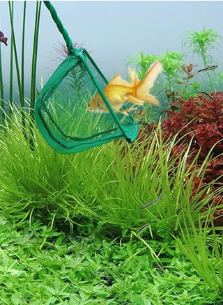 Aquarium Fish Net Fine Mesh for Catching Small Fish - pzsku/Z12906BD9E5A25D81DB5BZ/45/1742548149/6bd5a982-64bd-46ae-bbb9-86e4d946286c