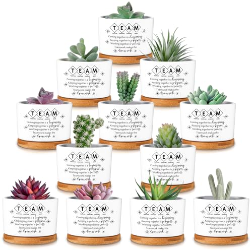 SEEWEY 12 Pcs Employee Appreciation Inspirational Succulent Pots Gifts Bulk for Women Coworker Teacher Small Ceramic Plant Pots with Bamboo Trays for Office Staff Group Graduation(Team) - Image 1