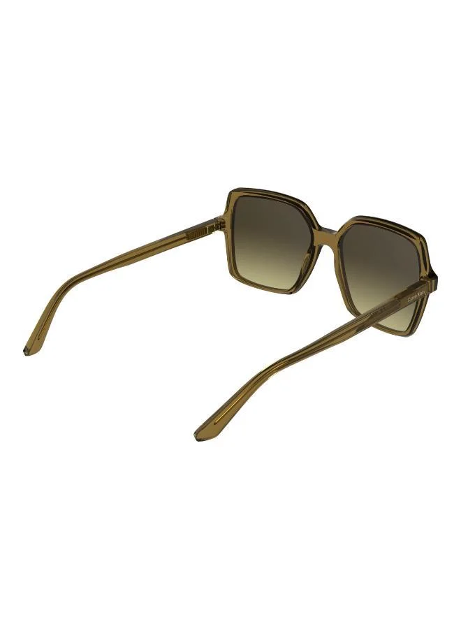 CALVIN KLEIN  Butterfly Sunglasses for Women | Best Price UAE