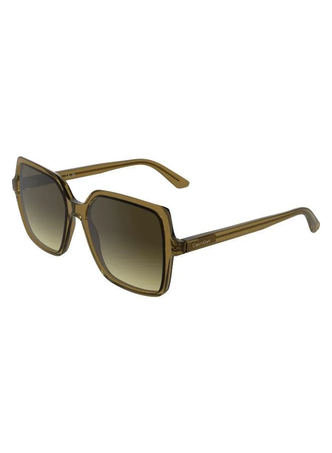 CALVIN KLEIN  Butterfly Sunglasses for Women | Best Price UAE