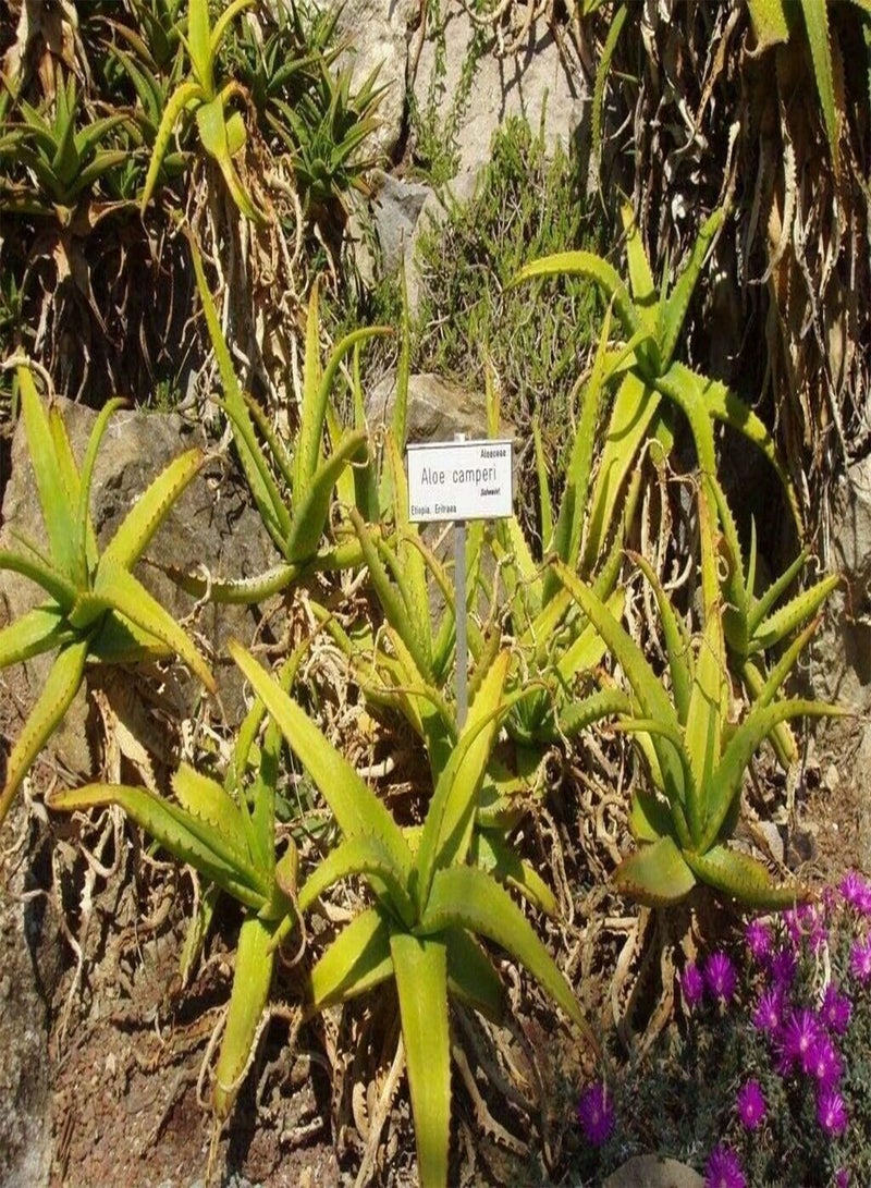 GGOOT Aloe camperi - Nubian Aloe - 20 Seeds - NPWS