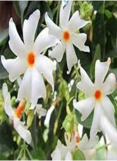 100 بذور زهرة الياسمين البيضاء.