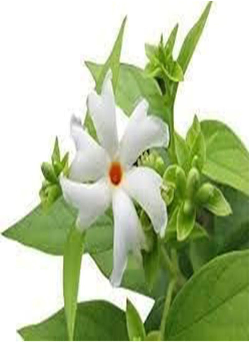 100 parijat Jasmine Flower Seeds White. - pzsku/Z129D881EBF02C3BF17A7Z/45/_/1733054941/6f8b7d9a-a0e7-43bb-84f4-c7cdab07ea9f