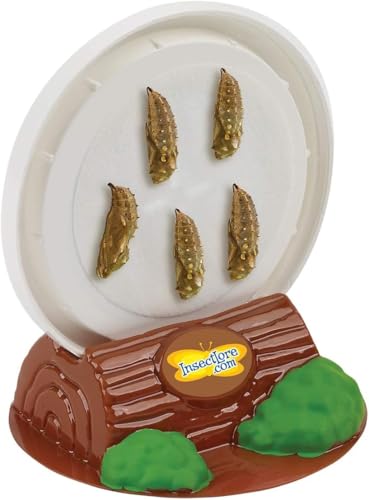 Insect Lore حديقة الفراشات من إنسيكت لور مع 5 يرقات حية - دفتر نشاط STEM، موطن، حامل كريس-أ-ليد ووعاء تغذية متضمن | تربية وإطلاق فراشات السيدة المطلية - Image 4