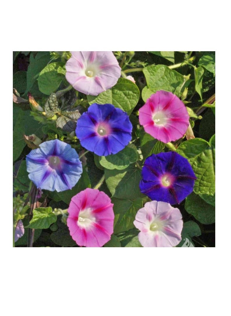 50 قطعة من بذور زهور نبات إيبومويا نيل بونساي مورنينج جلوري - Image 1