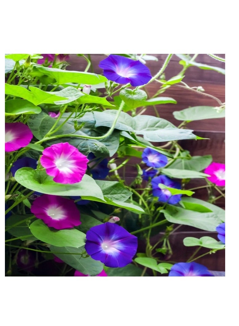 50 قطعة من بذور زهور نبات إيبومويا نيل بونساي مورنينج جلوري - Image 2