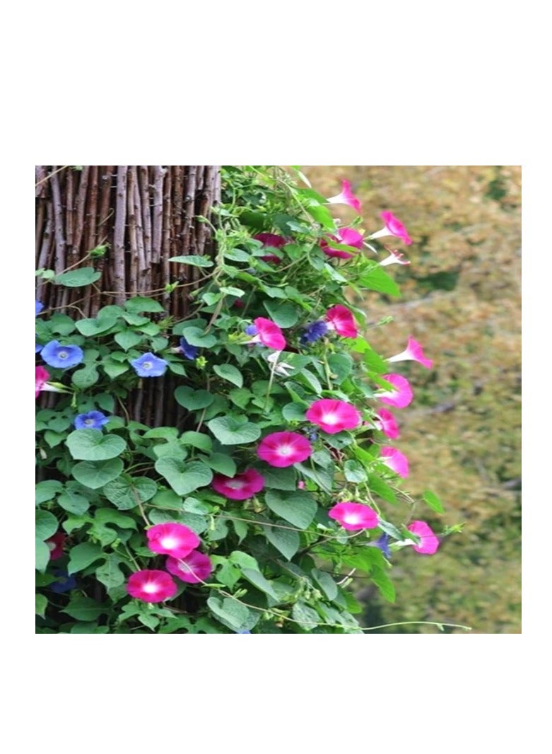 50 قطعة من بذور زهور نبات إيبومويا نيل بونساي مورنينج جلوري - Image 3